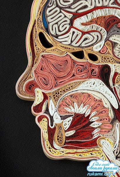 Человеческая анатомия из бумаги