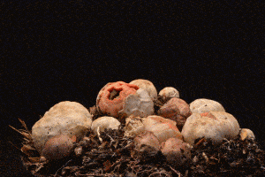 growing-mushrooms-timelapse-7