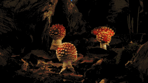growing-mushrooms-timelapse-3